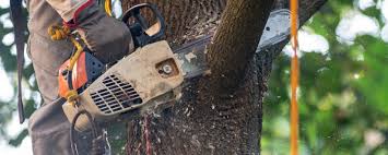 Best Hazardous Tree Removal  in Fruitvale, CO