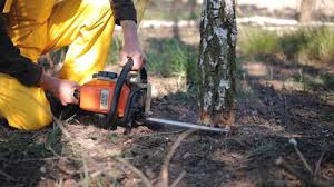 Best Lawn Disease Treatment  in Fruitvale, CO