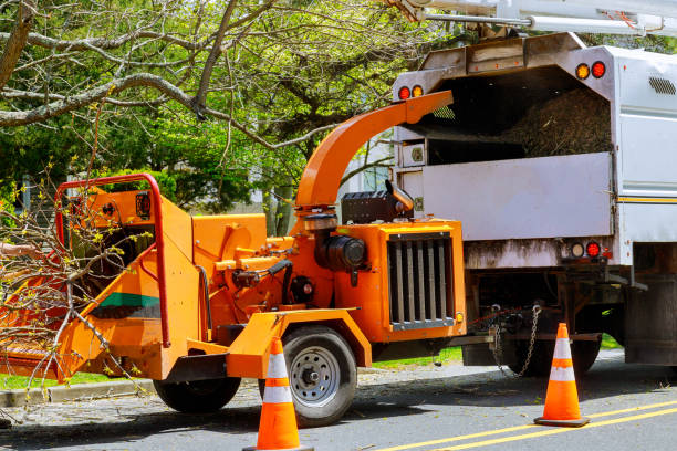 Best Fruit Tree Pruning  in Fruitvale, CO