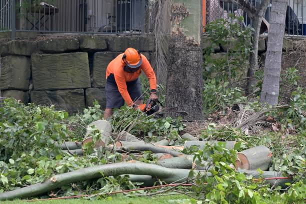 Trusted Fruitvale, CO Tree Services Experts