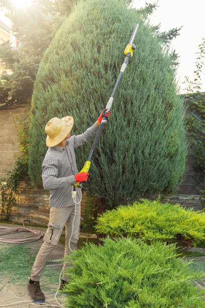 Best Tree Cabling and Bracing  in Fruitvale, CO