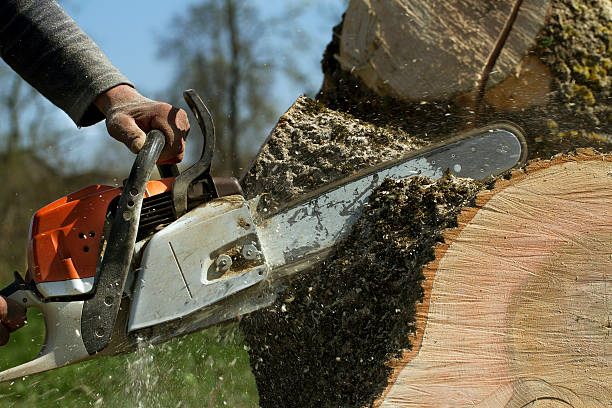 Best Root Management and Removal  in Fruitvale, CO